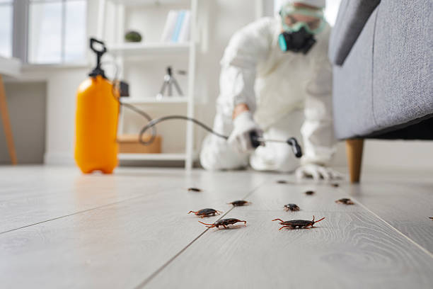 Trusted Rodent Control service in Virginia Beach, VA - Nex Pest Control